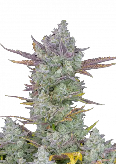 Photo of Gorilla Cookies Auto