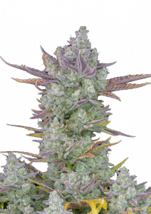 Gorilla Cookies Auto