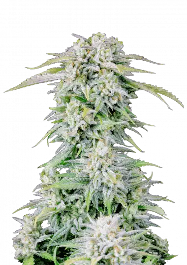 Photo of Afghan Kush Auto