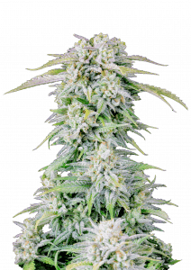 Afghan Kush Auto