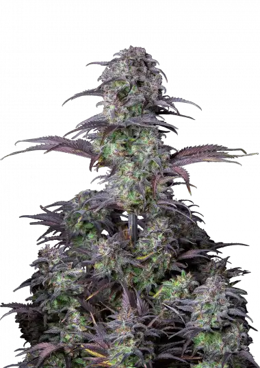 Photo of Blueberry Auto