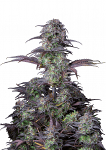 Blueberry Auto