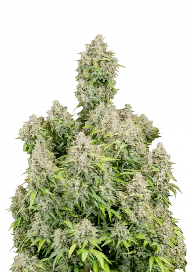 Photo of Cinderella Auto