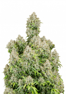 Cinderella Auto
