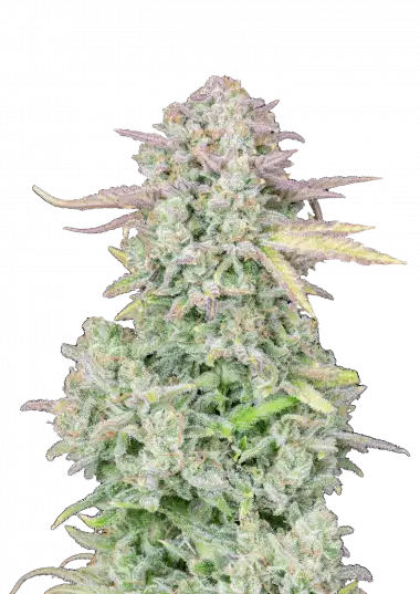 Photo of Trainwreck Auto