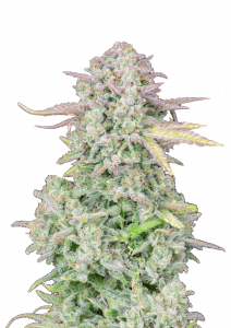 Trainwreck Auto