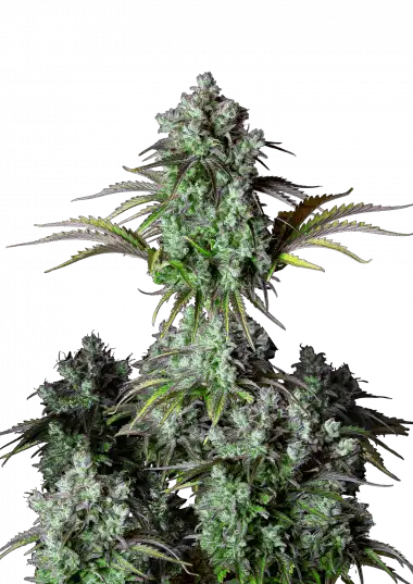 Photo of Big Bud Auto