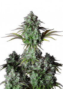 Big Bud Auto