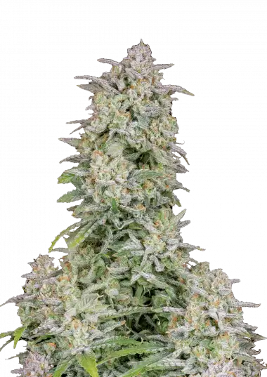 Photo of Forbidden Runtz Auto