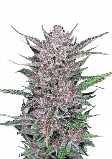 Photo of Gorilla Punch Auto