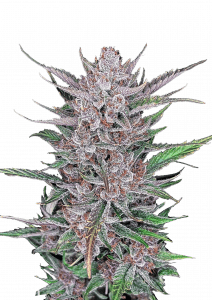 Gorilla Punch Auto