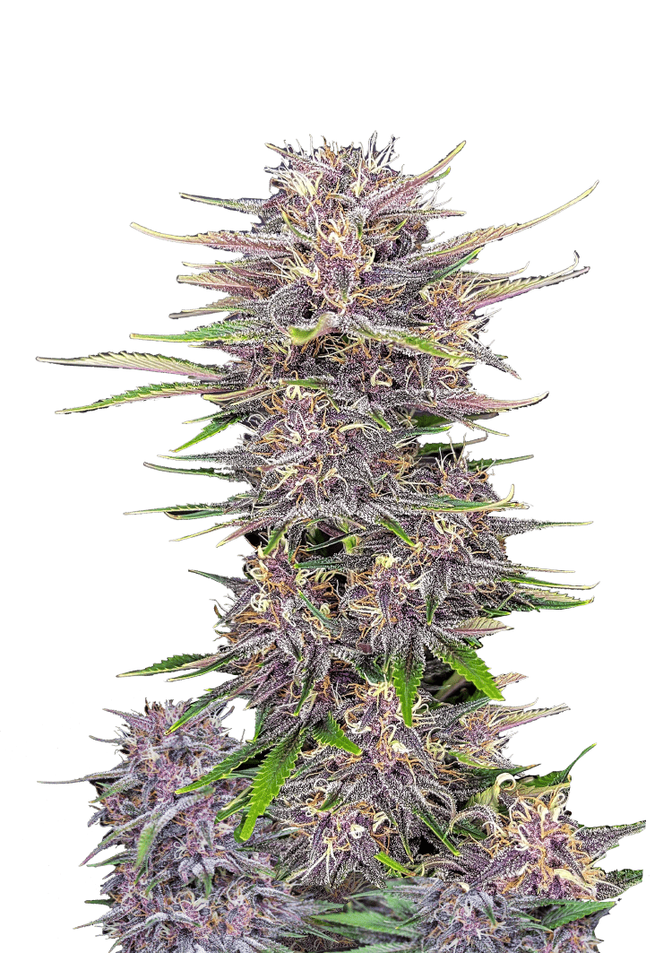 Buy Banana Purple Punch Auto Cannabis Seeds Fast Buds