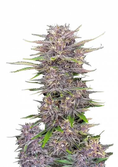 Photo of Banana Purple Punch Auto