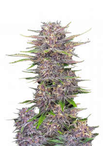 Banana Purple Punch Auto