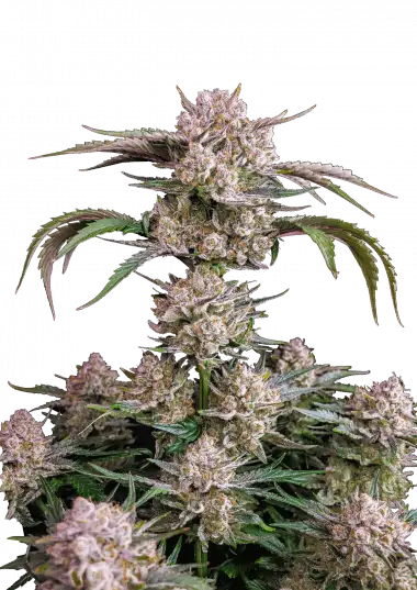 Photo of Strawberry Gorilla Auto