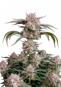 Strawberry Gorilla Auto