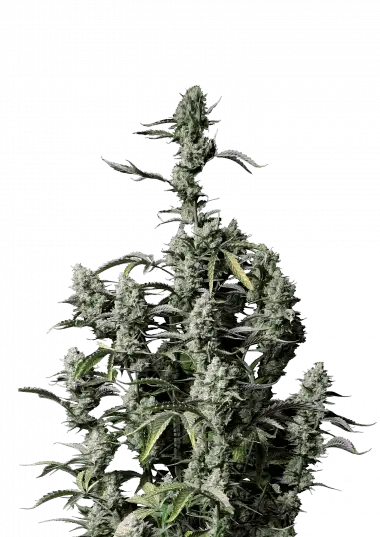 Photo of Gorilla Z Auto