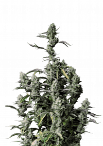 Gorilla Z Auto