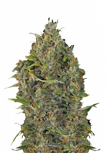 Photo of Critical Kush Auto