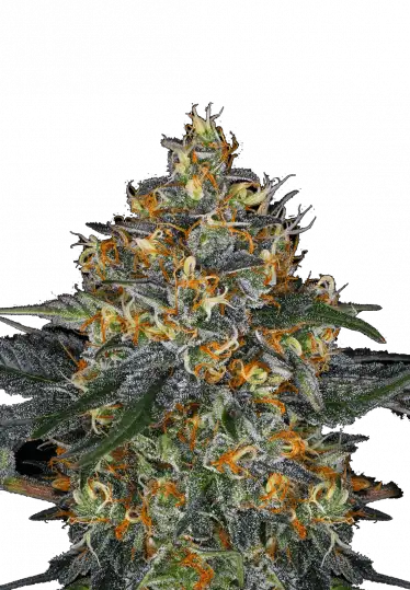 Photo of Moby Dick Auto