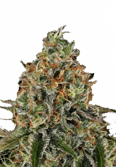 Photo of Tangerine Dream Auto