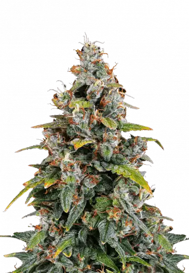 Photo of Watermelon Z Auto