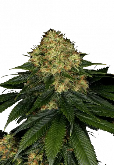 Photo of Skywalker OG Auto