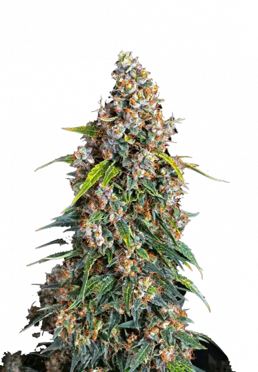 Photo of Strawberry Cheesecake Auto