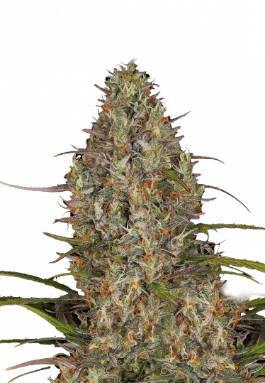 Photo of Glue Gelato Auto