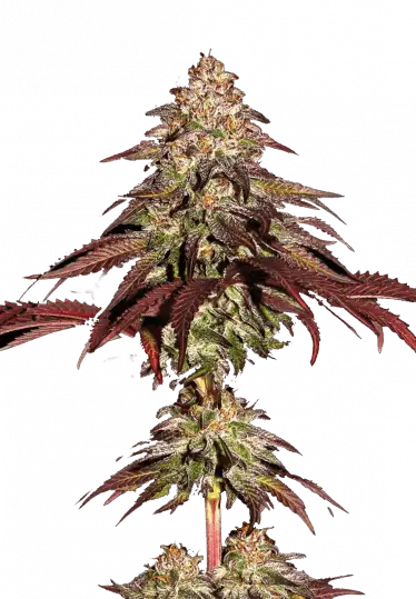 Photo of Mimosa x Orange Punch Auto