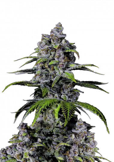 Photo of Purple Lemonade FF