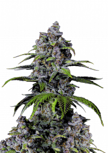 Purple Lemonade FF