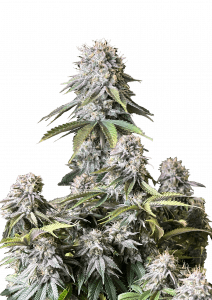 Orange Sherbet FF