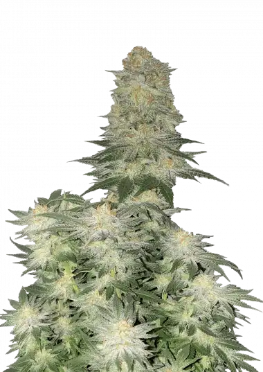 Photo of Wedding Cheesecake FF