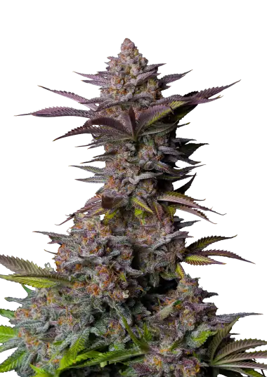 Photo of Tropicana Cookies FF