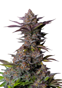 Tropicana Cookies FF