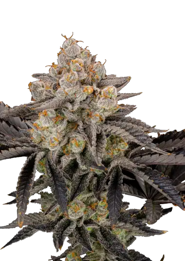 Photo of Gorilla Cookies FF