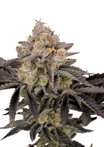 Gorilla Cookies FF