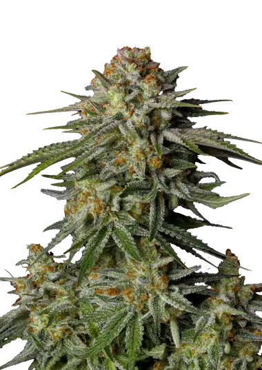Photo of GG4 Sherbet FF