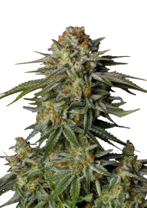 GG4 Sherbet FF