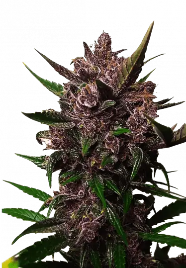 Photo of Auto Blackberry Kush