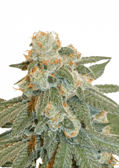 Photo of Auto Orange Bud