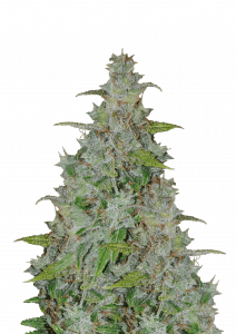 Buy Autoflowering Cannabis Seeds by Best Breeders Buy Autoflowering Cannabis Seeds by Best Breeders