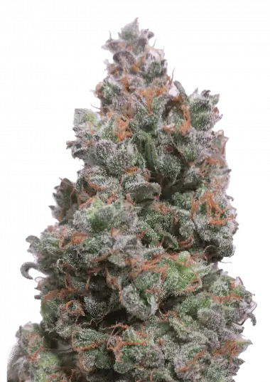 Photo of Auto Glueberry OG