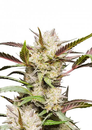 Photo of Auto Mimosa Punch