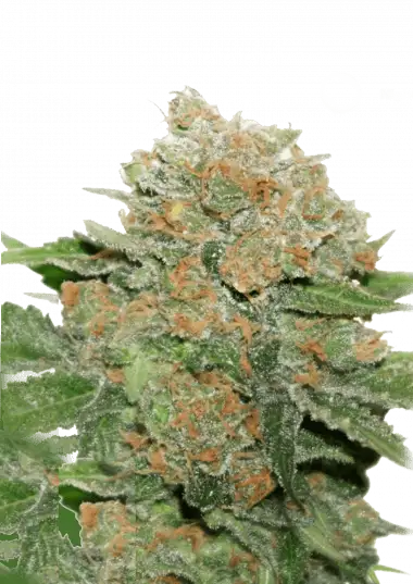 Photo of Auto Night Queen