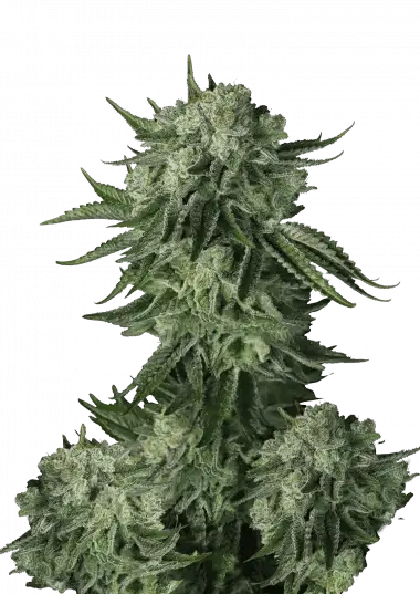 Photo of Moby Dick Auto