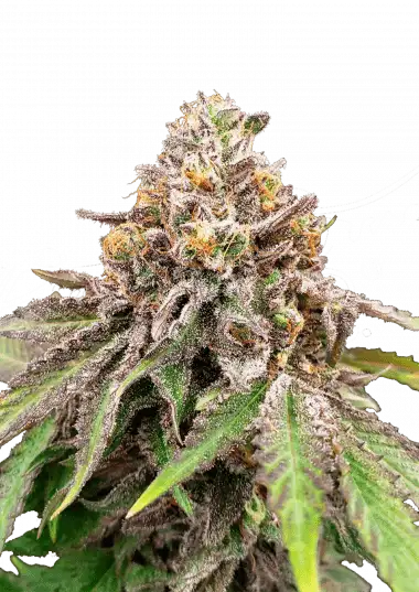 Photo of Blue Haze x Gelato 41 Auto