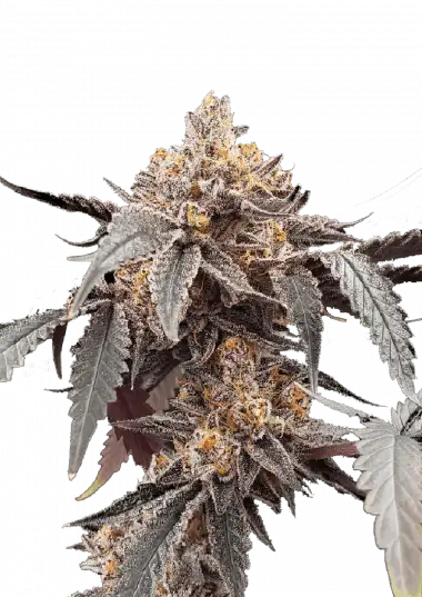Photo of Guava x Gelato 41 Auto