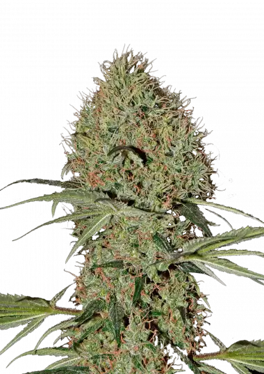 Photo of Super Bud Auto